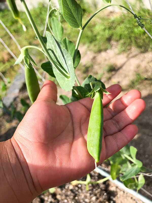 食育&子供と共に家事を楽しむ工夫