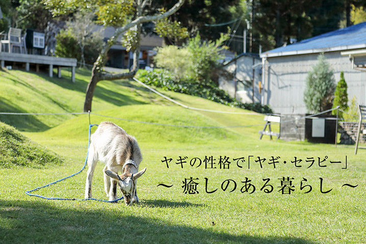 ヤギの性格で「ヤギ・セラピー」<br>〜 癒しのある暮らし 〜