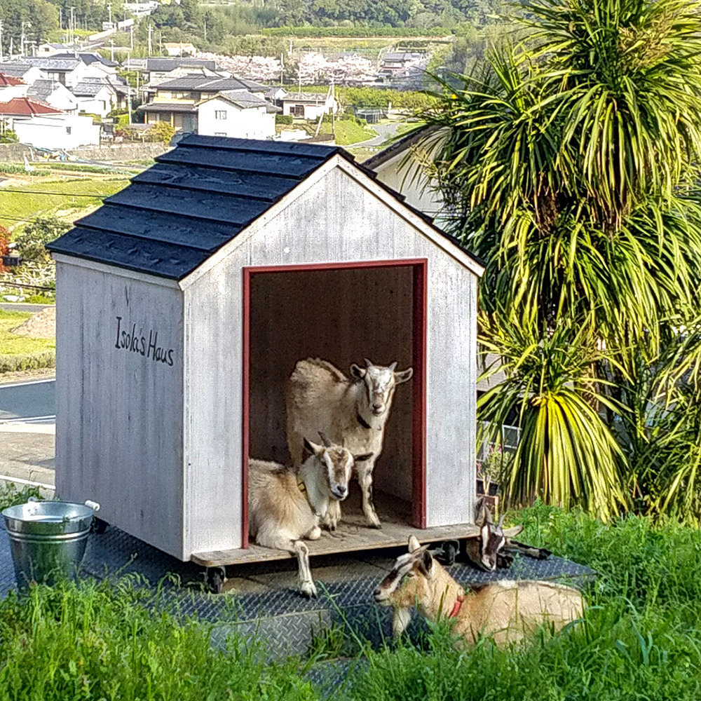 ヤギの性格で ヤギ セラピー 癒しのある暮らし 浜松市の注文住宅 工務店 都田建設 平屋 ガレージ 和モダンの実績多数